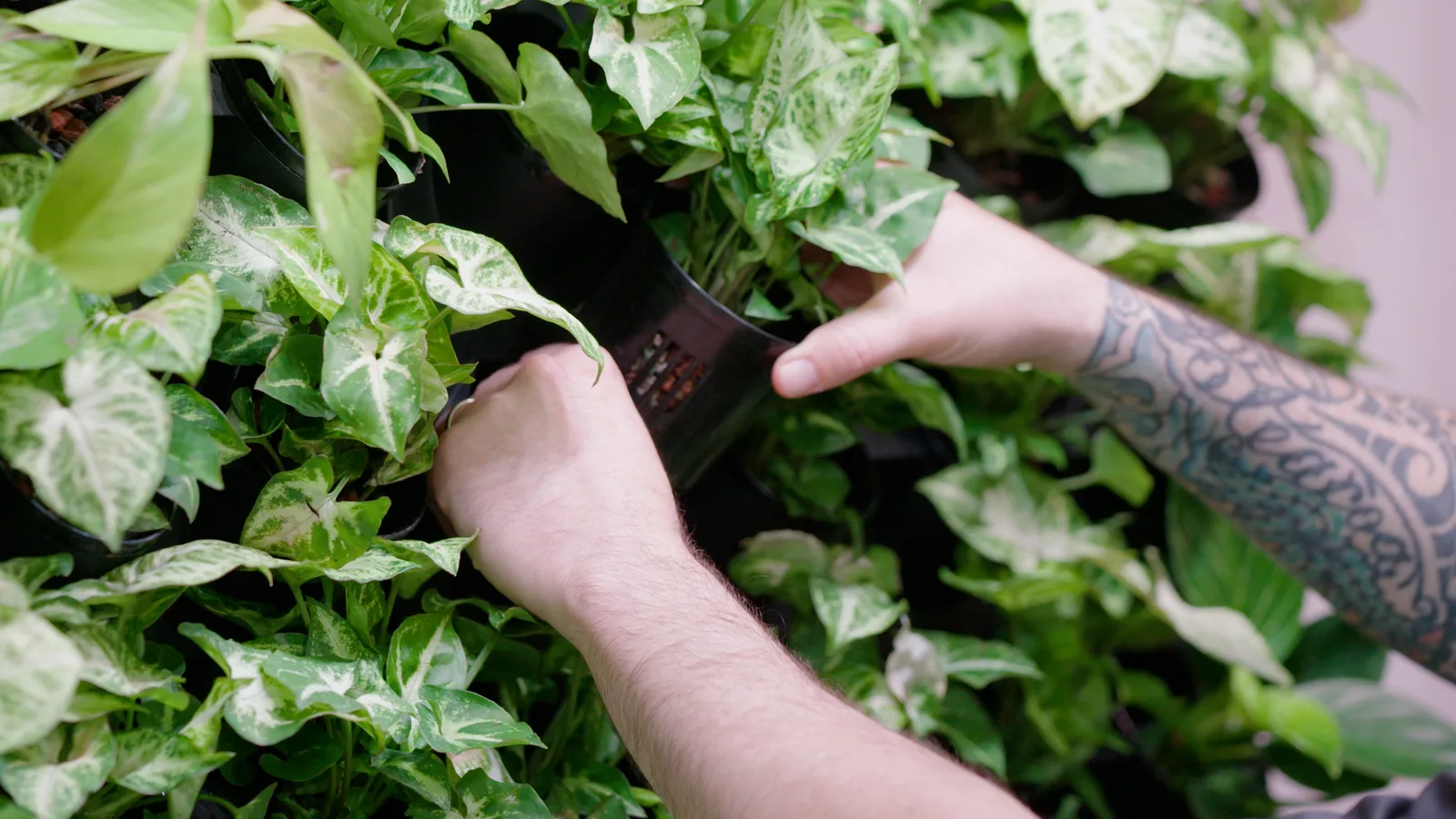 Hands clicking a plant basket into a greenwall module surrounded by established plants