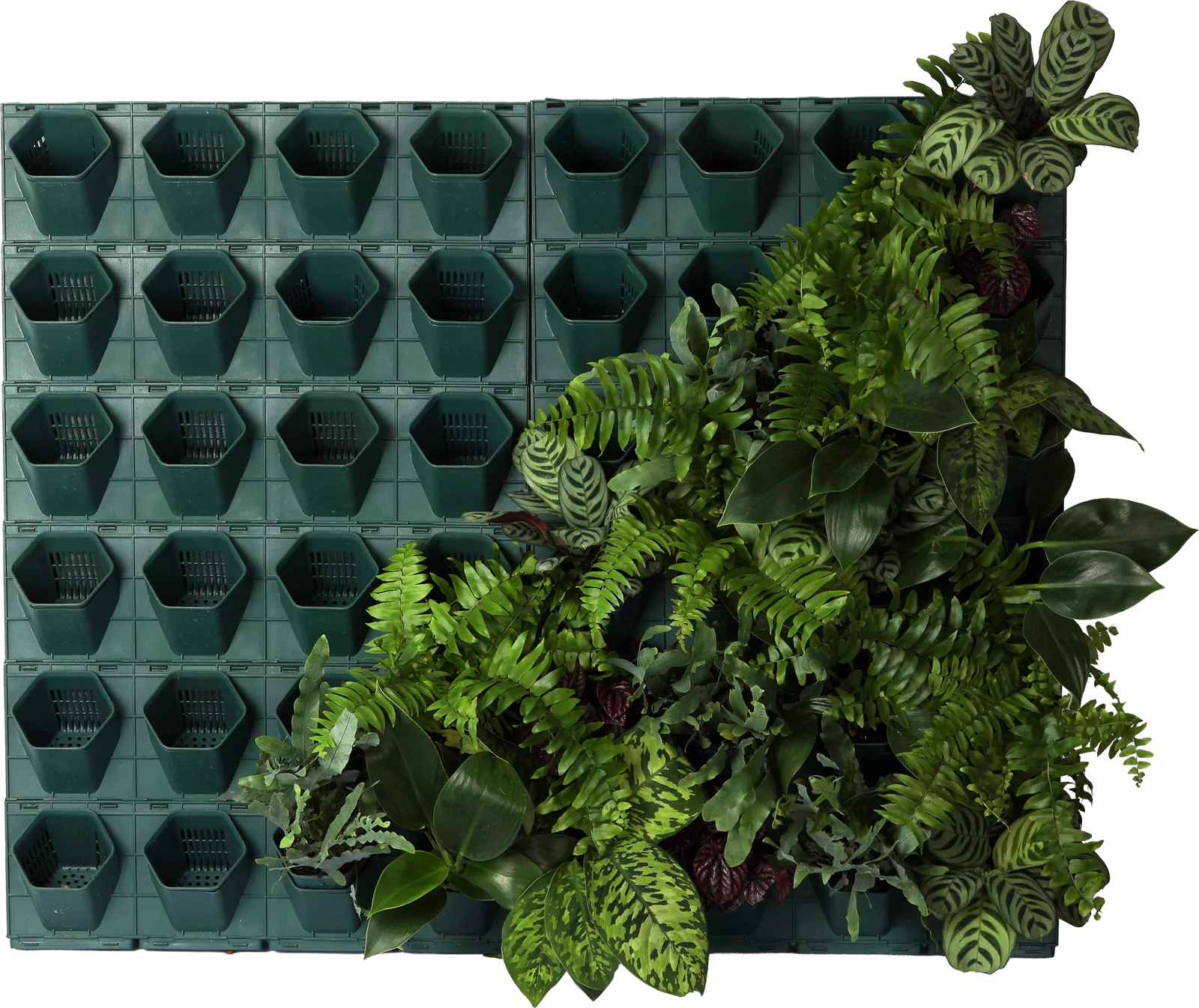 GREENWALL panel mid-planting: empty hexagonal pockets on the left, established ferns and calatheas filling the right